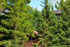 Cabin In the Trees